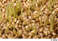 L'huile de germe de blé: des atouts exceptionnels - Le Blog